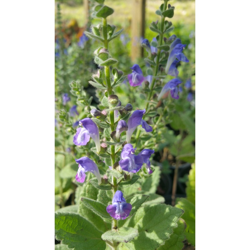 Scutellaria incana –Hoary Skullcap–
