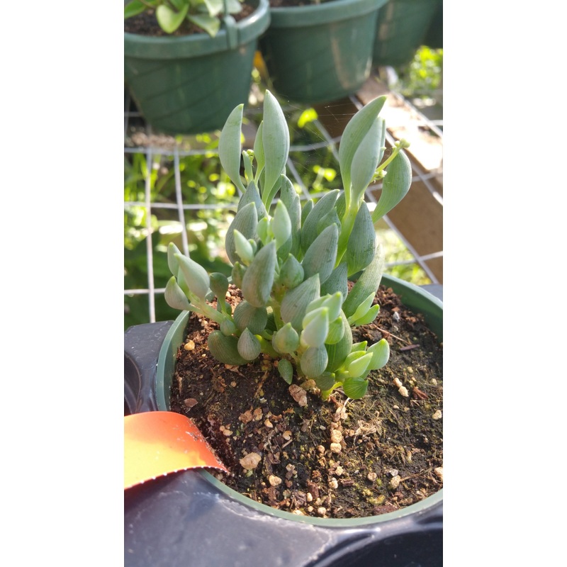 Senecio citriformis –Upright String of Tears–