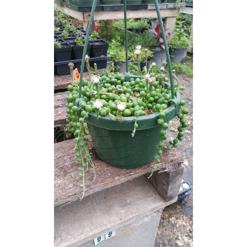 Senecio rowleyanus –String of Pearls–