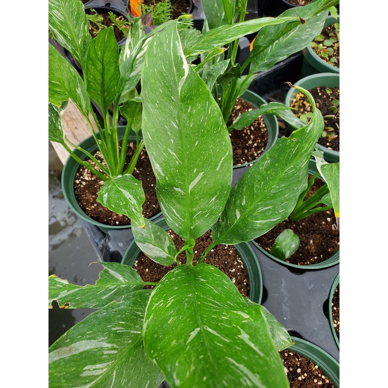 Spathiphyllum x. ‘Domino’ –Variegated Peace Lily–