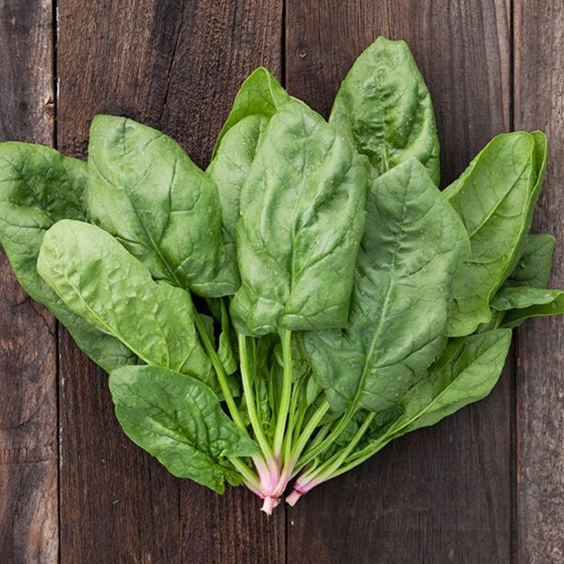 SPINACH ‘Renegade’|4″ square pot