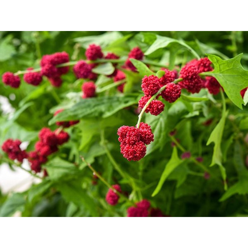 SPINACH ‘Strawberry’ –Chenopodium capitatum–