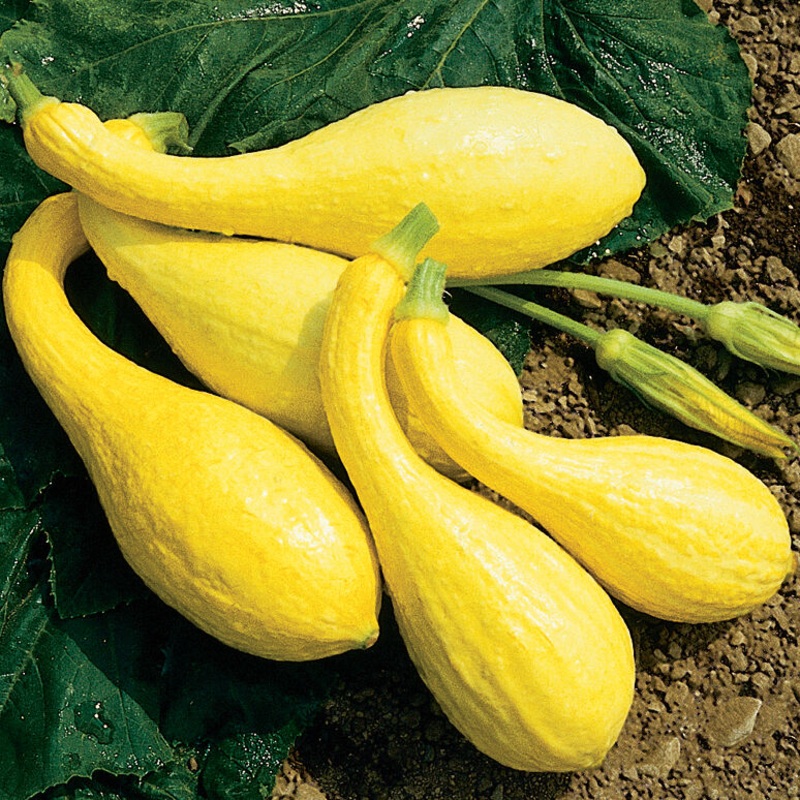 SQUASH ‘Crookneck Yellow’|4″ square pot