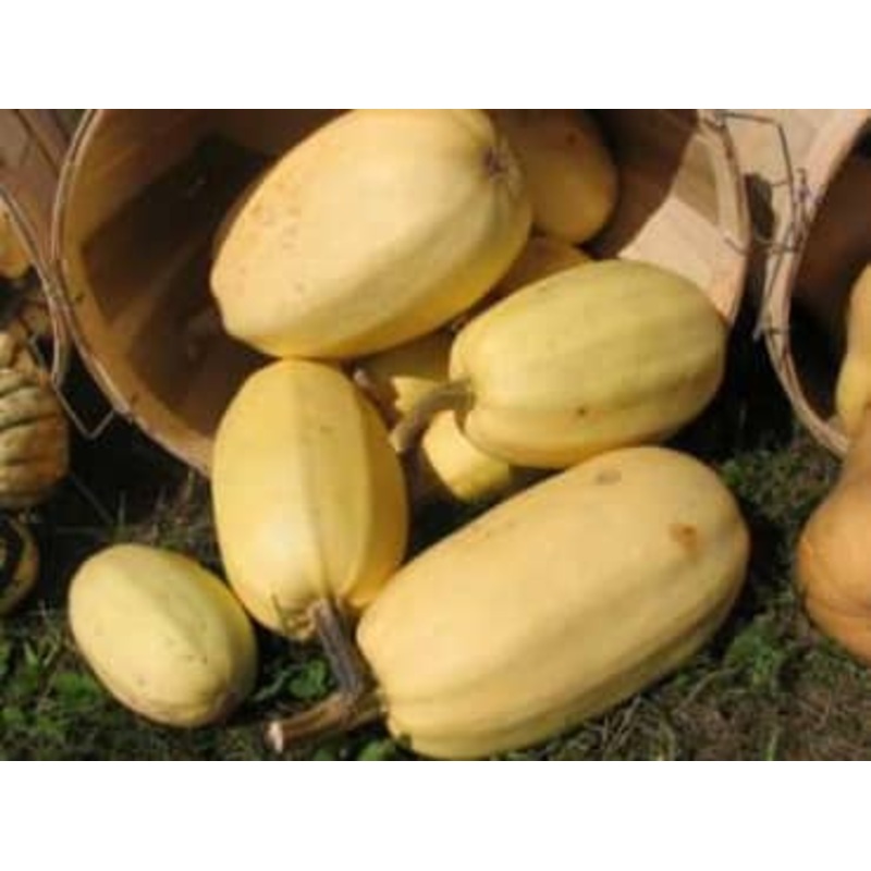 SQUASH ‘Spaghetti’|4″ square pot