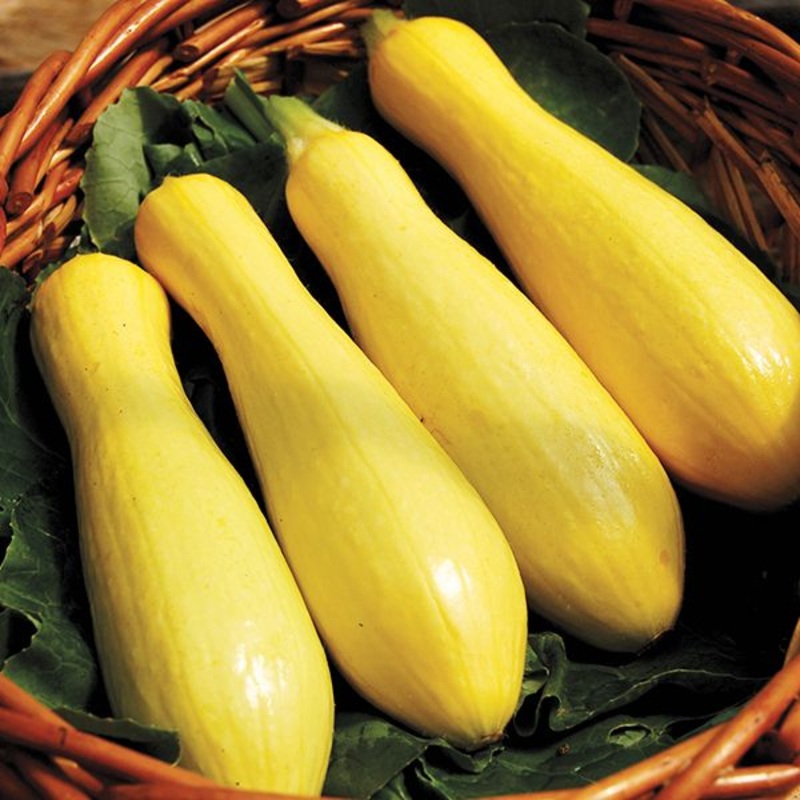 SQUASH ‘Success PM Straight Neck’
