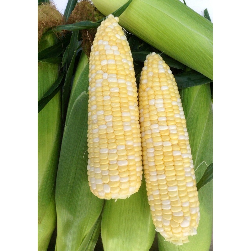 SWEET CORN ‘Cappuccino Bicolor’