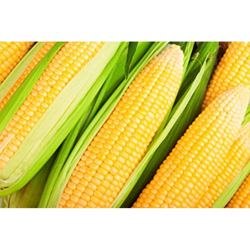 SWEET CORN ‘Kandy Korn’|6-pack