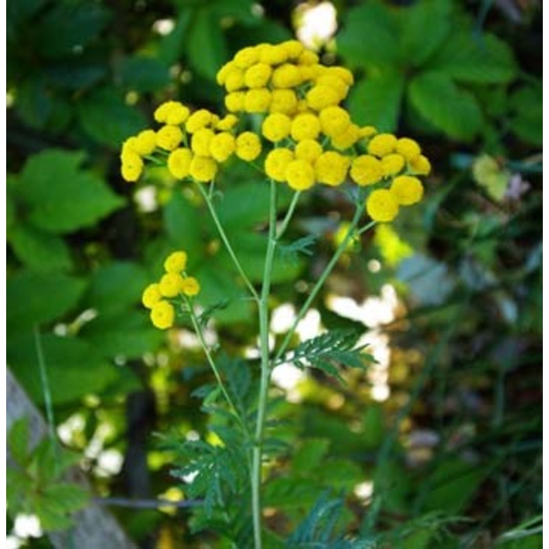 TANSY ‘Common’ –Tanacetum vulgare–