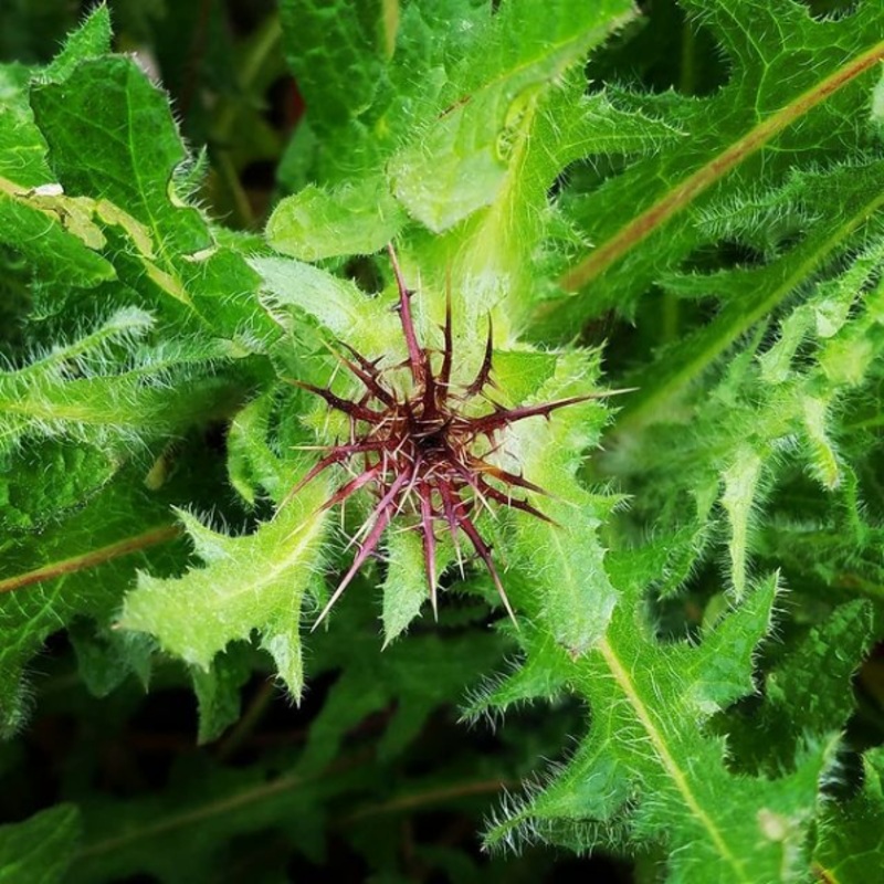 THISTLE ‘Blessed’ –Cnicus benedictus–