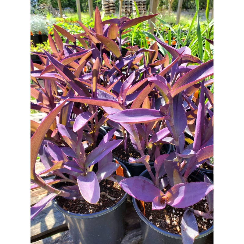 Tradescantia pallida ‘Purpurea’ –Purple Heart Wandering Jay–