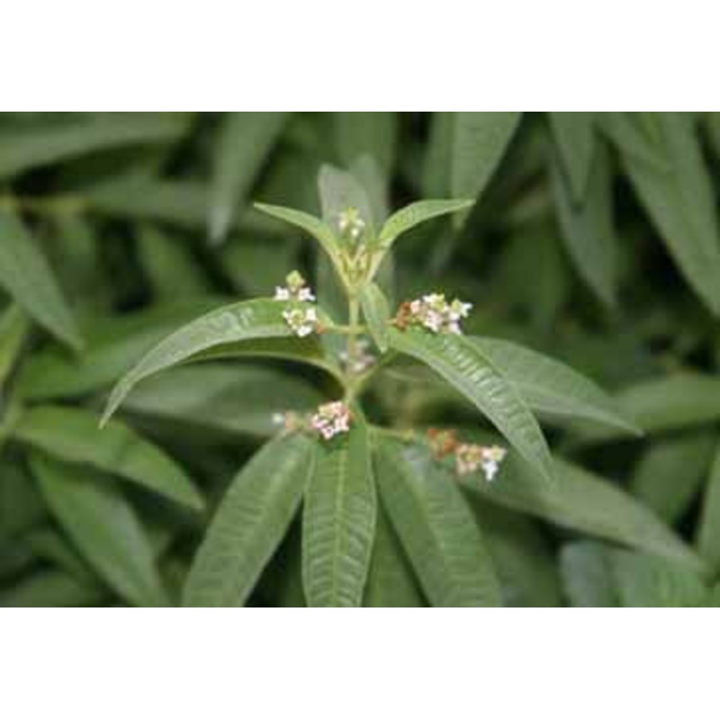 VERBENA ‘Lemon’ –Aloysia citrodora–