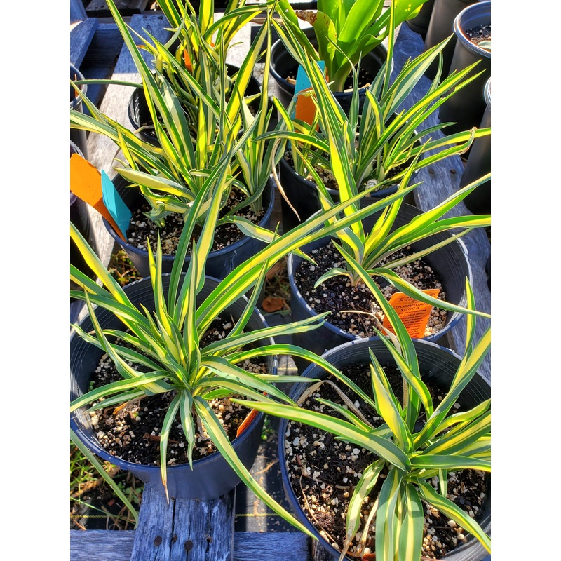 Yucca filamentosa –Color Guard Yucca–