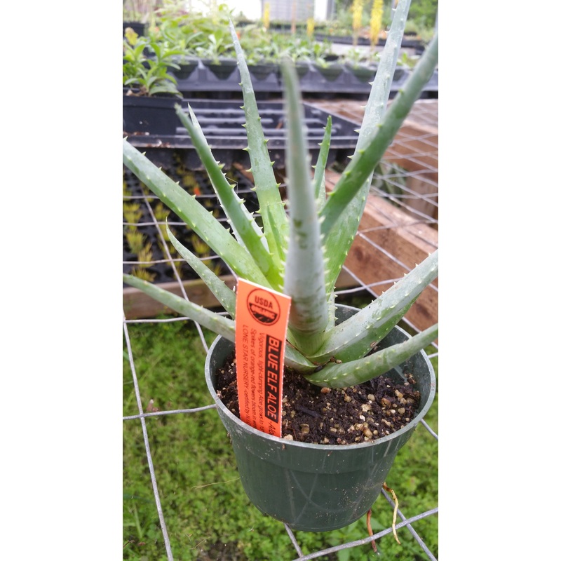 Aloe ‘Blue Elf’|1 quart round pot