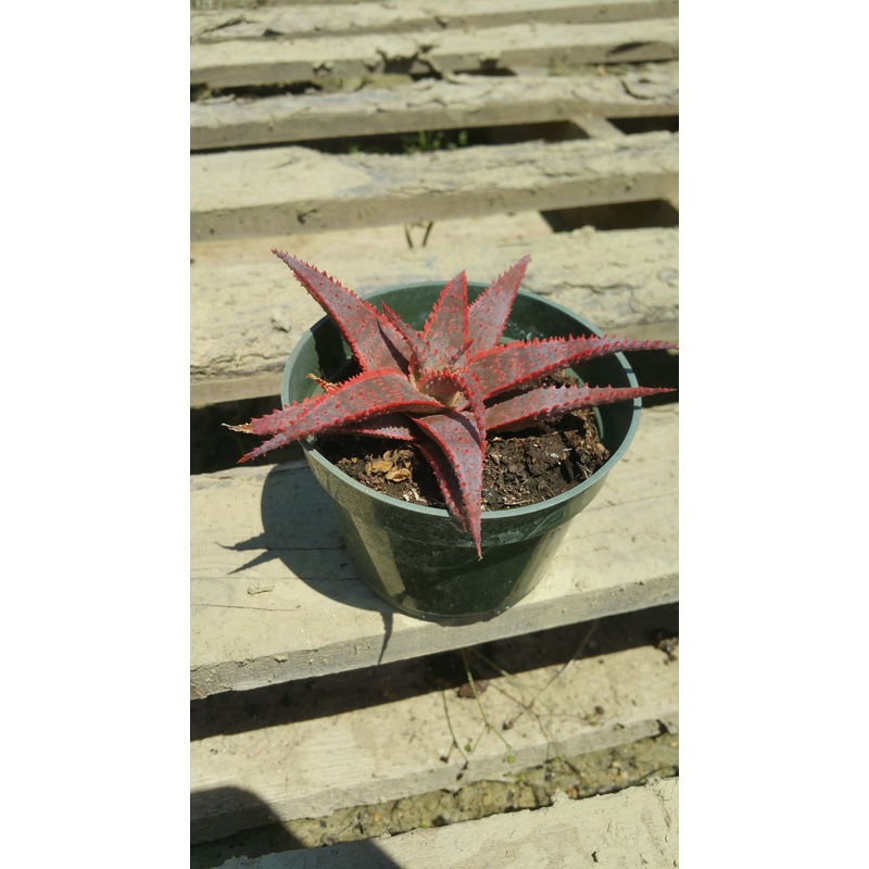 Aloe ‘Christmas Carol’|4″ round pot