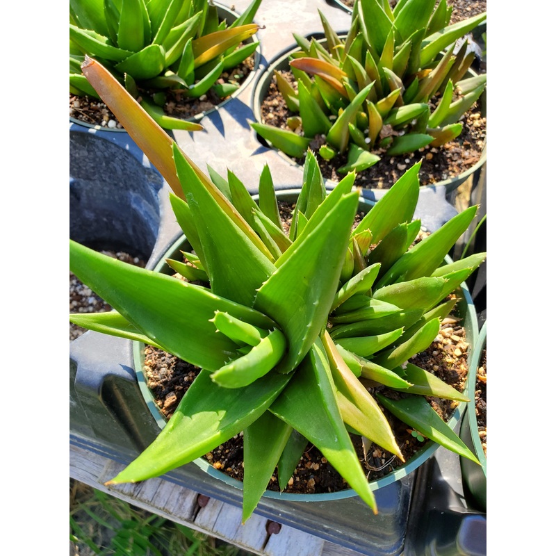 Aloe rauhii x parvula ‘Black Beauty’