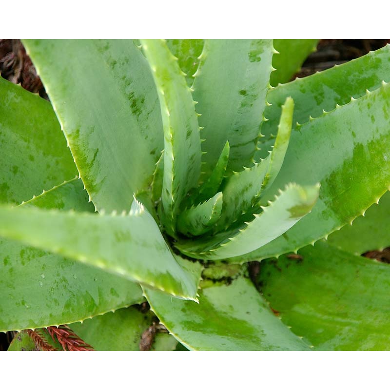 ALOE VERA ‘Large-Leaf’ –Aloe barbadensis–