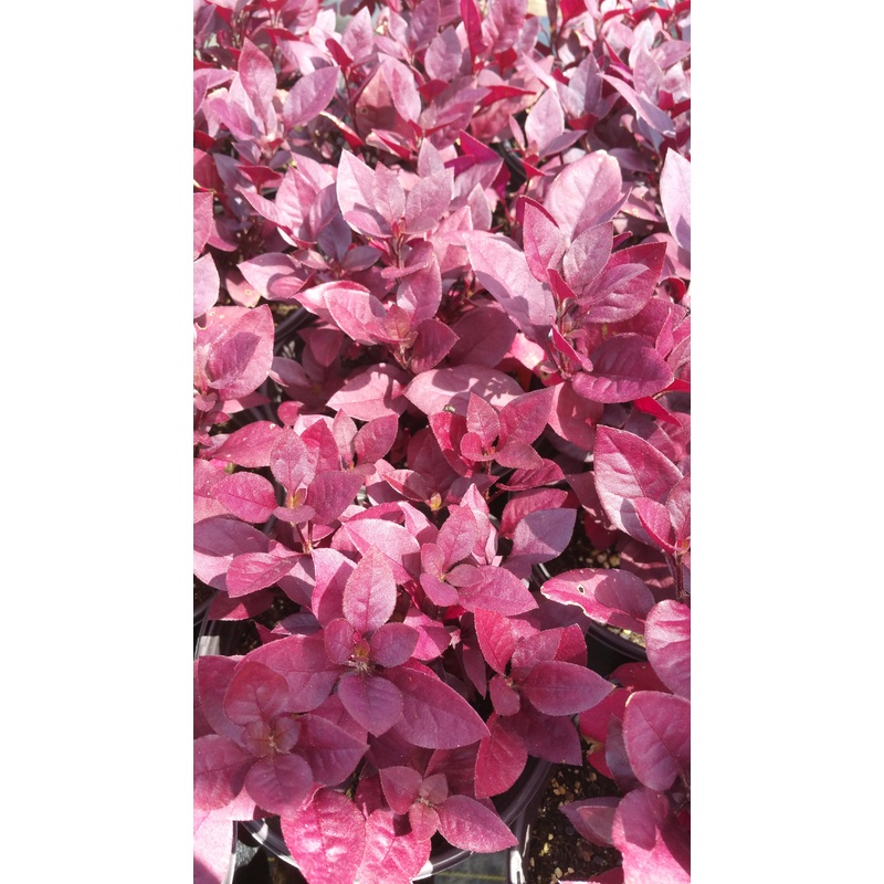 Alternanthera dentata ‘Purple Knight’