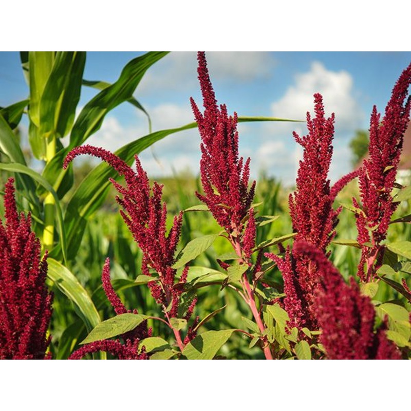 AMARANTH ‘Opopeo’|4″ square pot