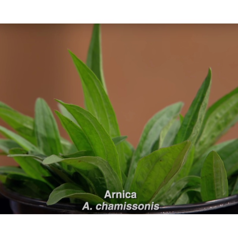 ARNICA ‘Chamisso’ –Arnica chamissonis–