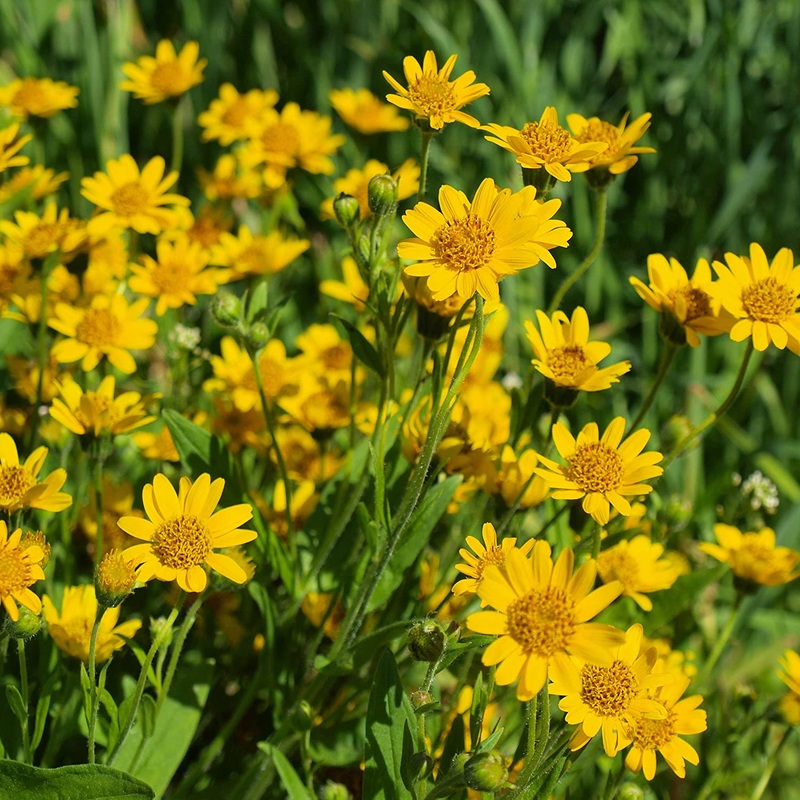 ARNICA ‘Mexican’ –Heterotheca inuloides–