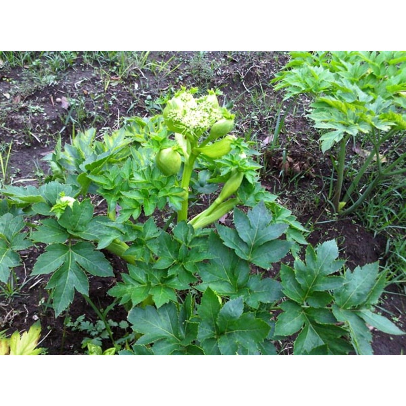 ASHITABA –Angelica keiskei ‘Koidzumi’–