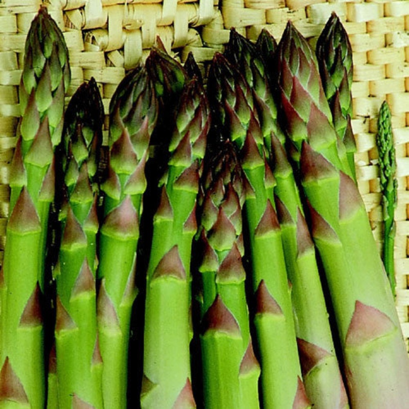 ASPARAGUS ‘Connover’s Colossal’ –Asparagus officinalis–
