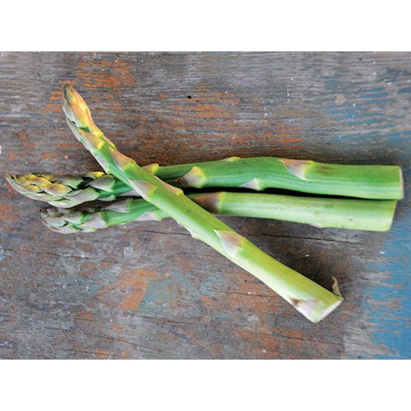 ASPARAGUS ‘Mary Washington’ –Asparagus officinalis–