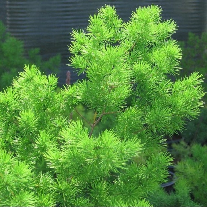 Asparagus myriocladus –Ming Fern–