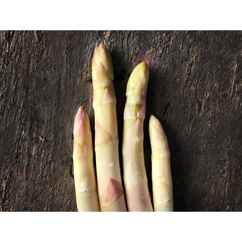 ASPARAGUS ‘Precoce D’Argenteuil’ –Asparagus officinalis–
