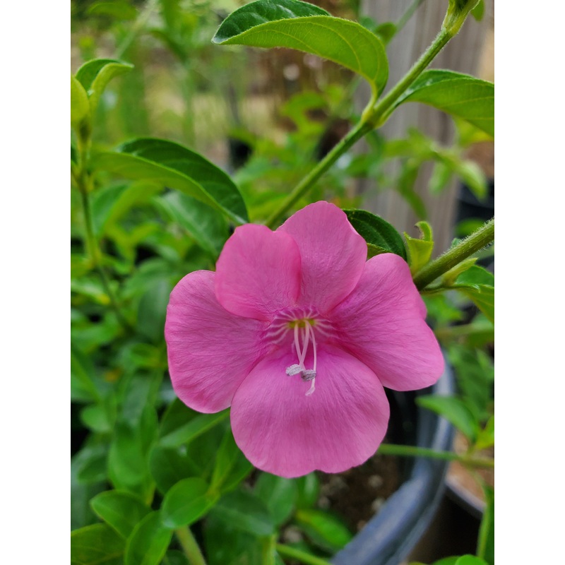 Barleria obtusa –Bush Violet–