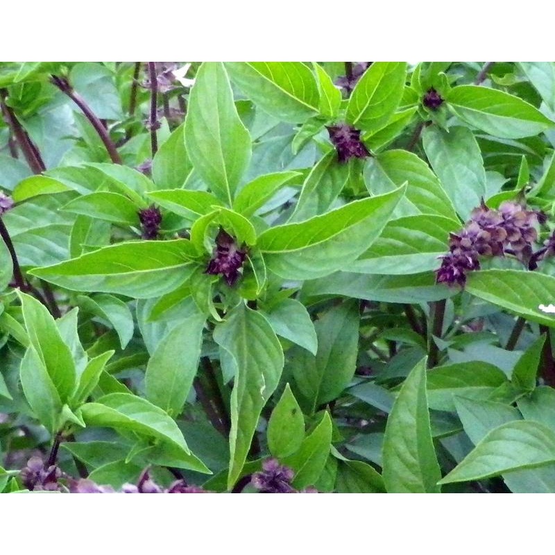 BASIL ‘Cinnamon’ –Ocimum basilicum–
