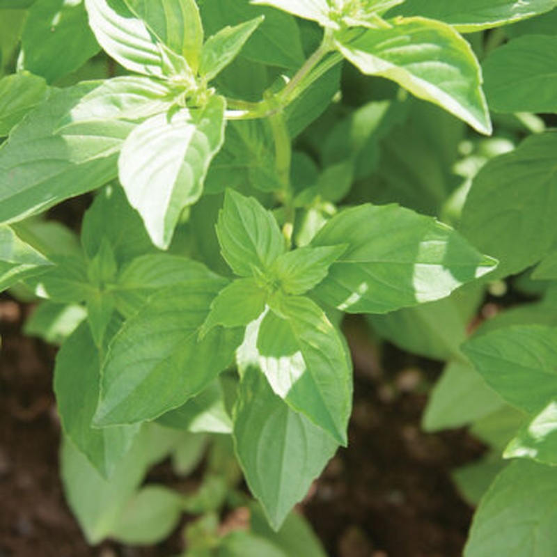 BASIL ‘Lemon Tulsi’ –Ocimum africanum–