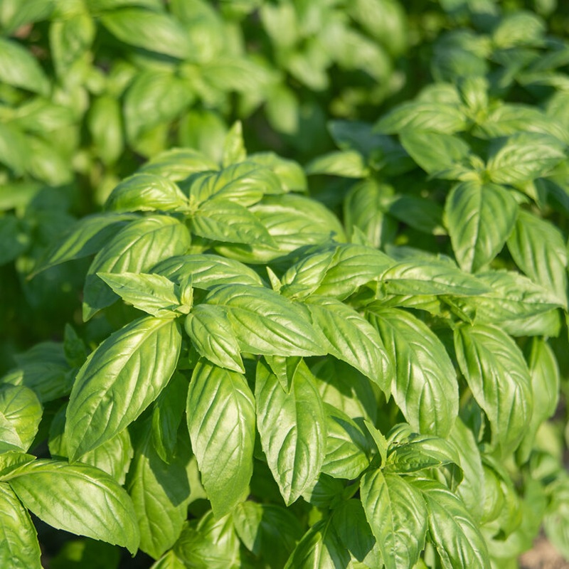 BASIL ‘Prospera’ –Ocimum basilicum–