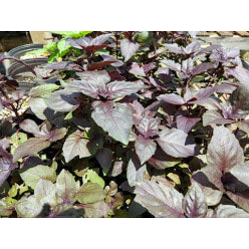 BASIL ‘Red Rubin’ –Ocimum basilicum ‘Purpurascens’–