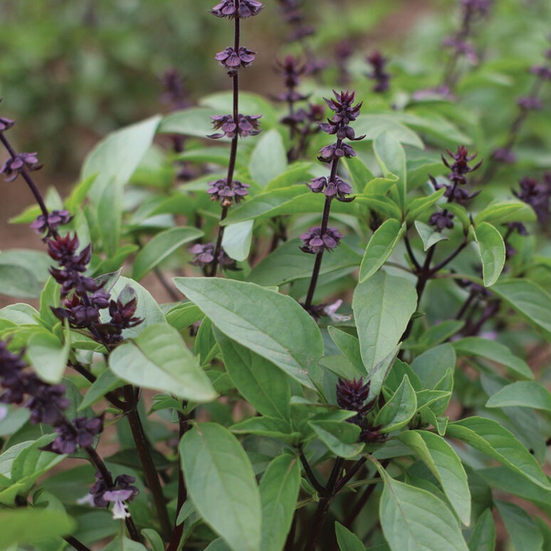 BASIL ‘Thai Sweet’ –Ocimum basilicum–