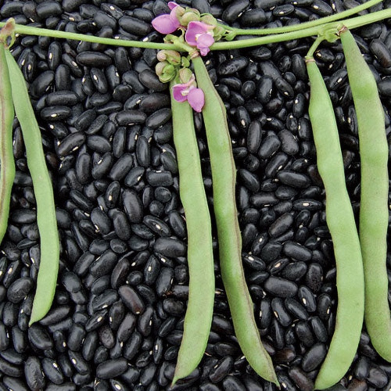 BEAN ‘Cherokee Trail of Tears’