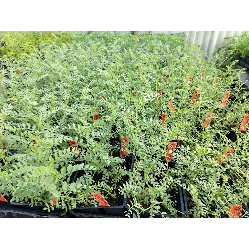 BEAN ‘Kala Chana Garbanzo’|6-pack