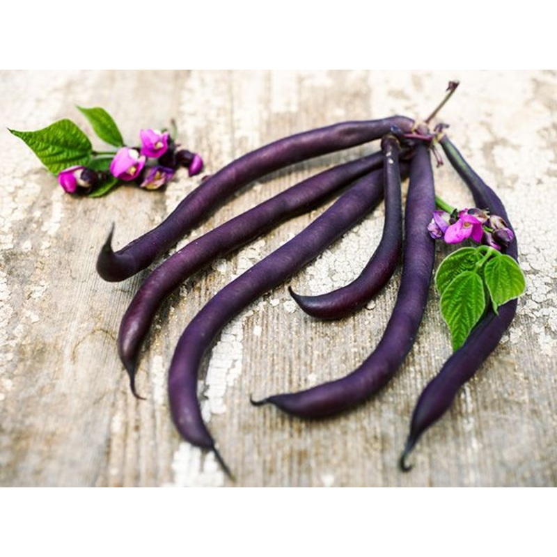BEAN ‘Royalty Purple’|6-pack