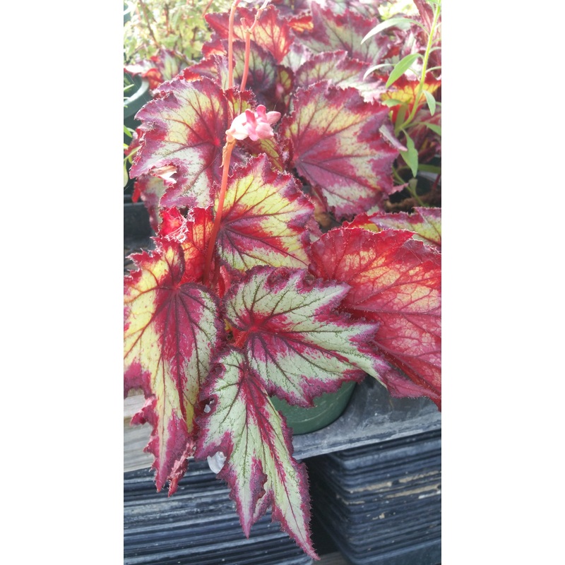 Begonia rex ‘Ring of Fire’|6″ round pot
