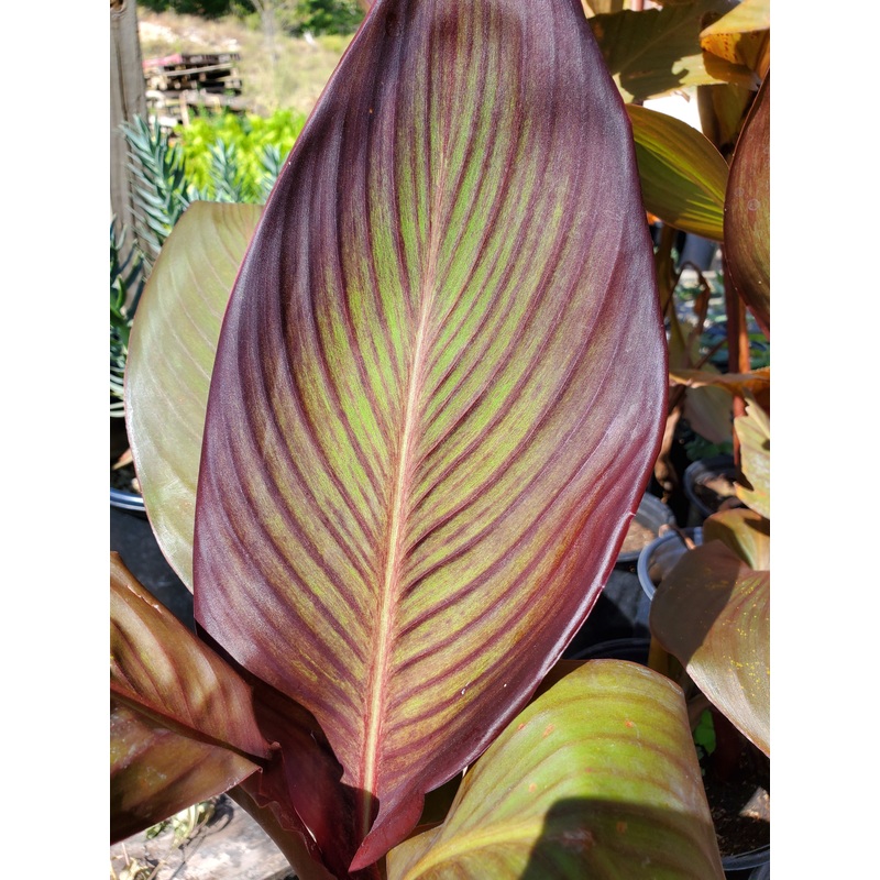 Canna x generalis ‘Sangria’|1 GALLON pot