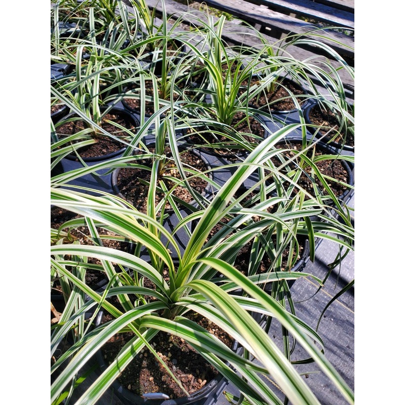 Carex –Variegated Sedge–|1 quart round pot