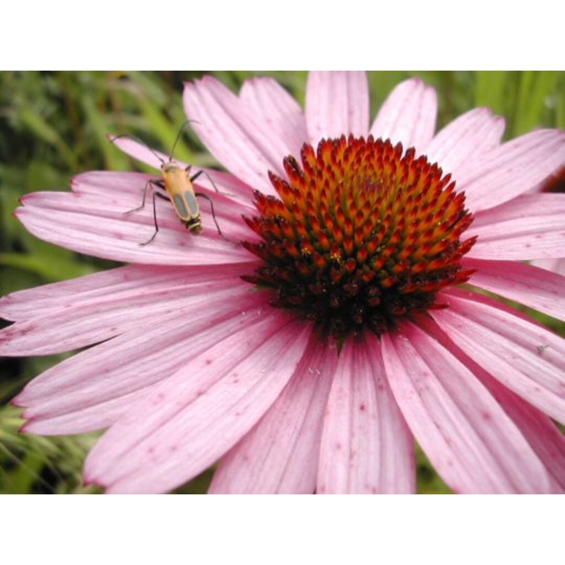 CONEFLOWER ‘Tennessee’ –Echinacea tennesseensis–