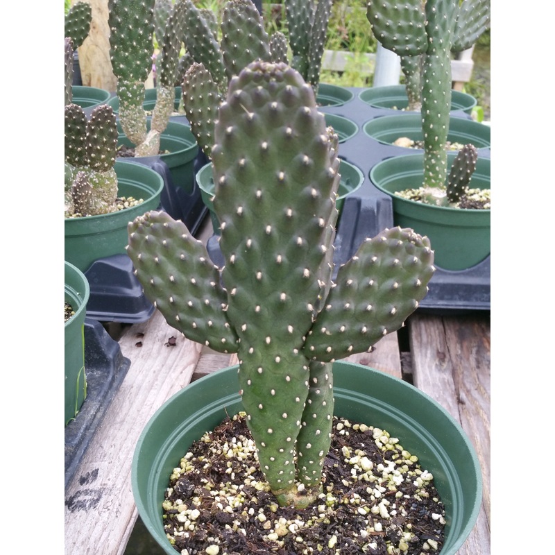 Consolea rubescens –Road Kill Cactus–