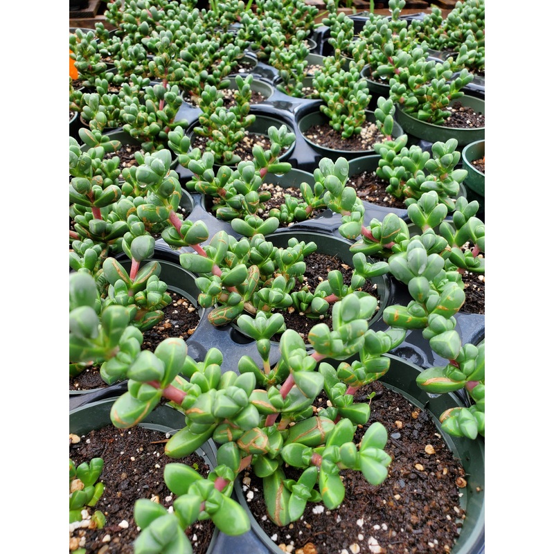 Corpuscularia lehmannii –Pink Ice Plant–