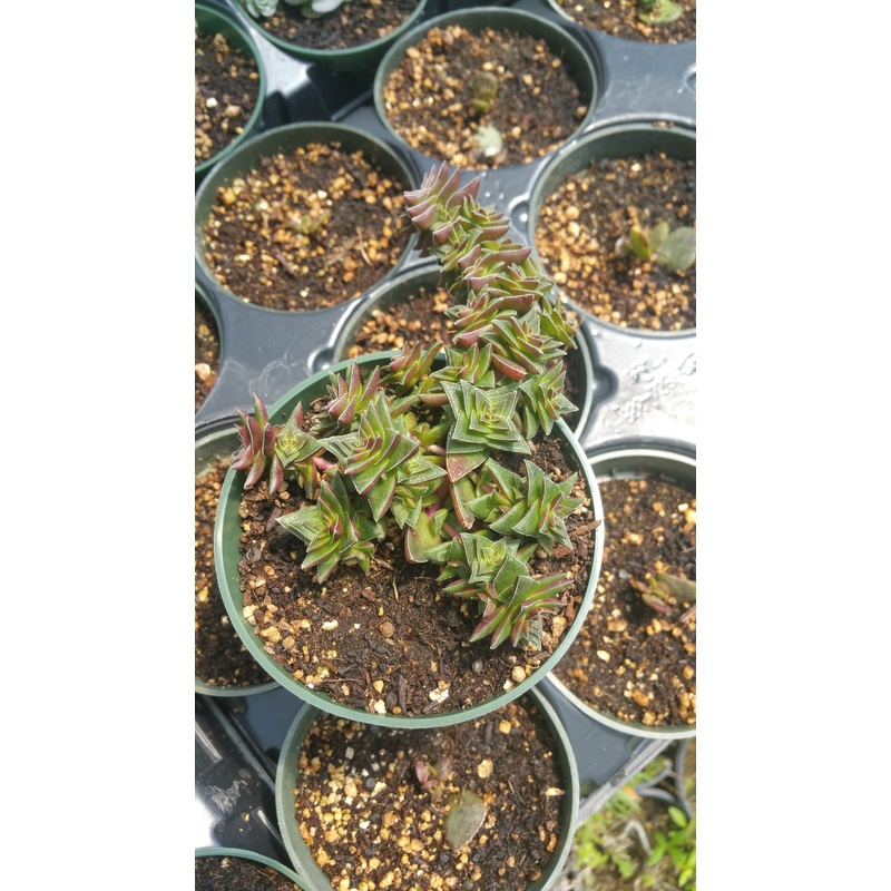 Crassula ‘Caput Minima’|4″ round pot