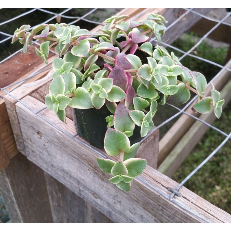 Crassula marginalis rubra ‘Variegata’ –Calico Kitten Crassula–