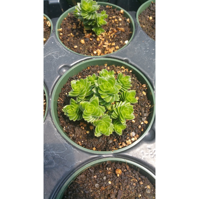Crassula ‘Spiralis Estagnol’|4″ round pot