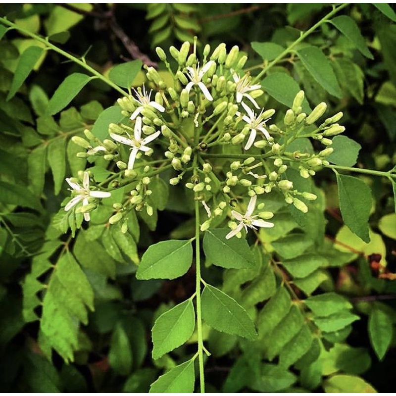 CURRY TREE –Murraya koenigii–