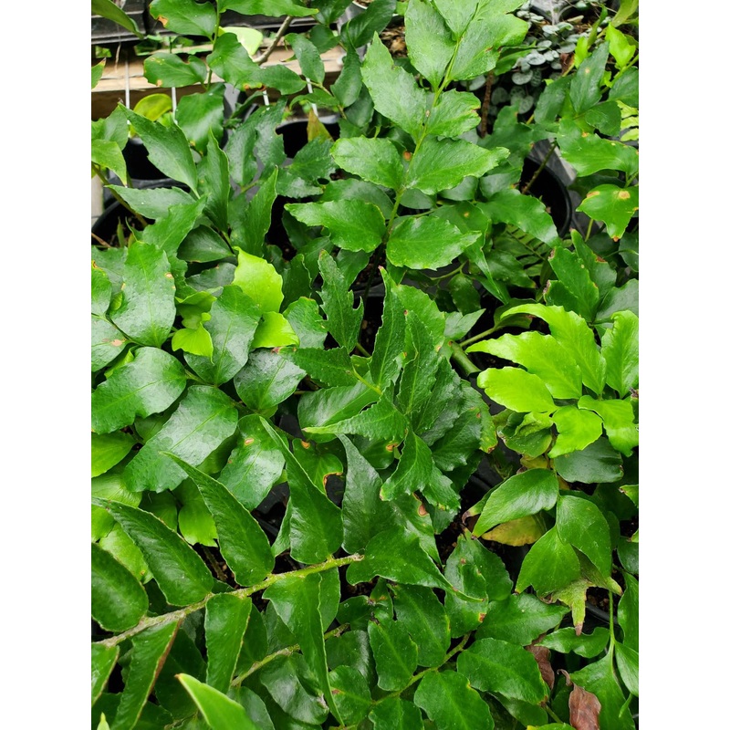 Cyrtomium falcatum –Holly Fern–