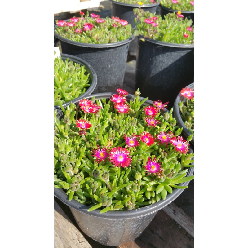 Delosperma cooperi –Garnet Jewel of the Desert–
